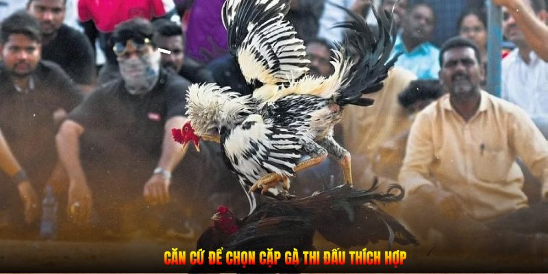 Căn cứ để chọn cặp gà thi đấu thích hợp